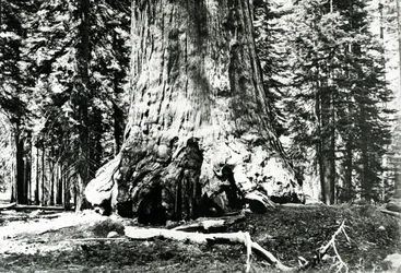 Base du Grizzly Giant, vers 1860